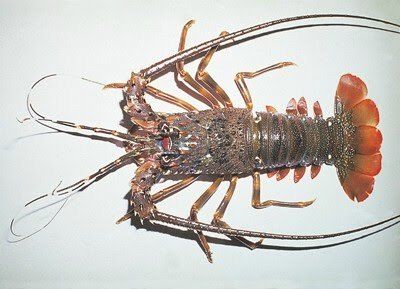 Lobster Live Seafoods