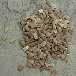 Bottle Gourd Seed