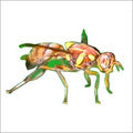 Fruit-Fly-Kill-Insecticide