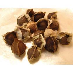 Moringa Seeds