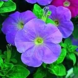 Petunia Flower