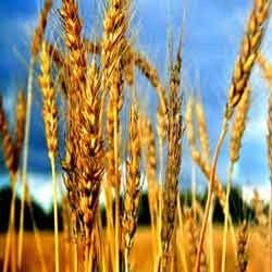 Wheat Crop