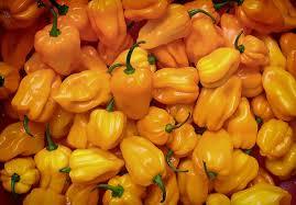 Bhut Jolokia