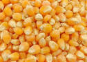 Yellow Maize Seeds