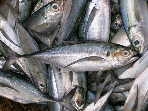 Horse Mackerel Fish