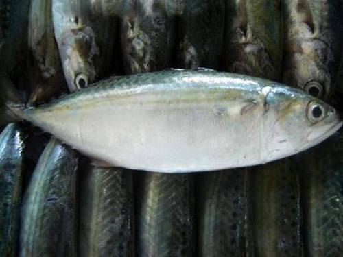 Indian Mackerel (Malbari Bangada)
