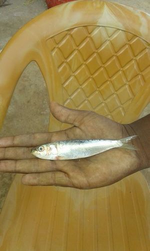 Indian Oil Sardine Fishes (Hed)