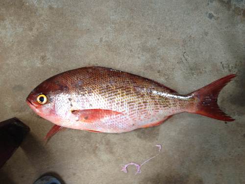 Red Snapper