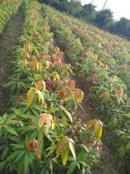 Amropali Mallika Mango Plant