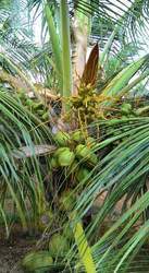  नारियल का पौधा
