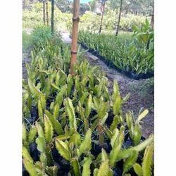 Dragon Fruit Plant (Red Variety)