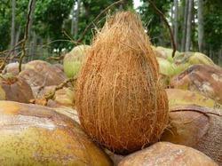 Raw Coconut Shell at Rs 6/kilogram, Kangayam, Tiruppur