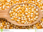 Corn Seed