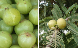 Fresh Gooseberry