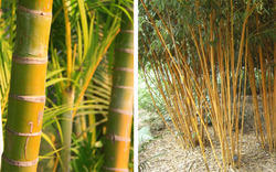 Golden Bamboo