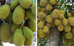 Jack Fruit