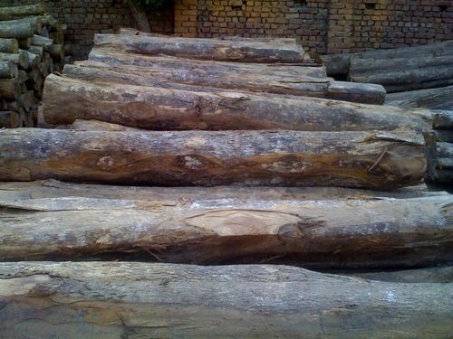 Latin American Rough Square Teak Logs At Best Price In New Delhi K C Timber Traders