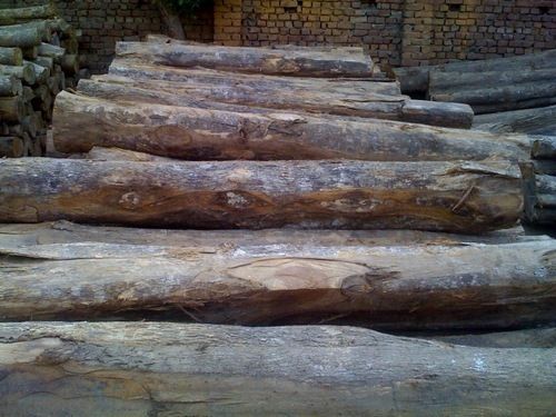 Latin American Rough Square Teak Logs