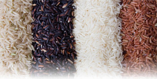 GGP Rice