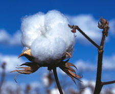 Raw Cotton