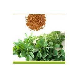 Fenugreek Extracts