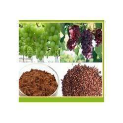 Grape Seed Extracts