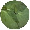 Spinach Khakhra