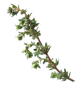 Thyme