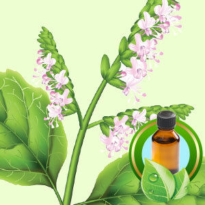 High Quality Indonesian Patchouli Oil