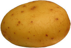 Fresh Potatoes - Premium Quality, Ideal for Diverse Dishes and Culinary Uses