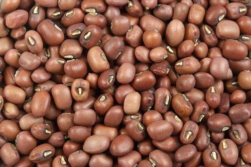 Turkish Gram/Moth Bean