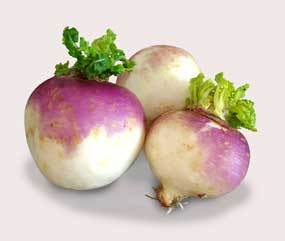 Turnip