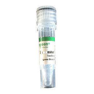 Entranster In Vivo RNA Transfection Reagent