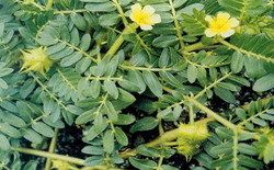 Tribulus Terrestries Extract