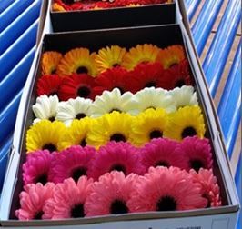 Gerbera
