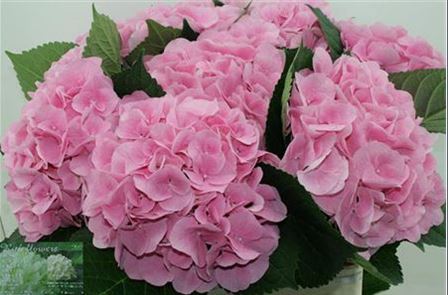 Hydrangea