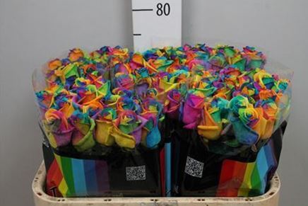 Rainbow Roses