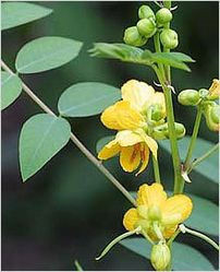 Senna Leaves and Pods