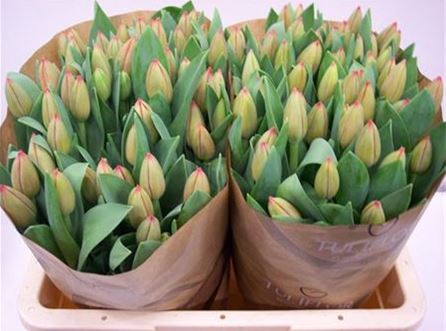 Tulips