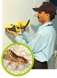 Termite Control Services By Avon Perfection Protection Services Pvt. Ltd.