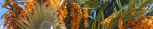 Date Palm