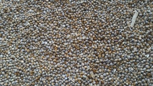 Green Millet