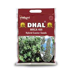 Dhal Hybrid Castor Seeds
