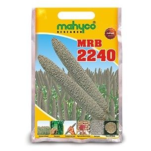 Hybrid Bajra Seeds (MRB-2240)