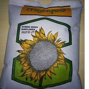 Sunflower Hybrid Seeds (MSFH-17)