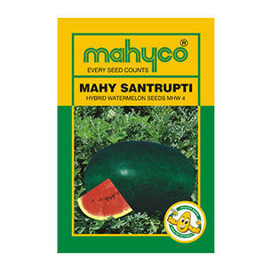 Watermelon Hybrid Seeds (MHW 4 Santrupti)