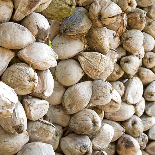 Coconut Husk