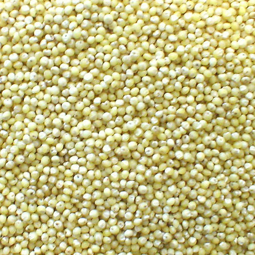 Millet - Premium Quality Green Millet Grain | Ideal for Human Consumption and Animal Fodder, Versatile in Traditional Cuisines