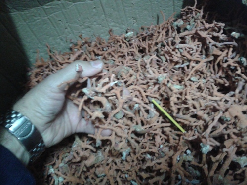 Rought Red Coral Small