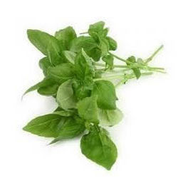 Holy Basil